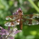 Glistening wings